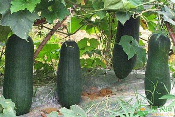 冬瓜夏季種植方法及管理要點